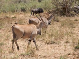 Bologonja_Seronera2009-42